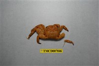 藏品(隆背大眼蟹)的圖片